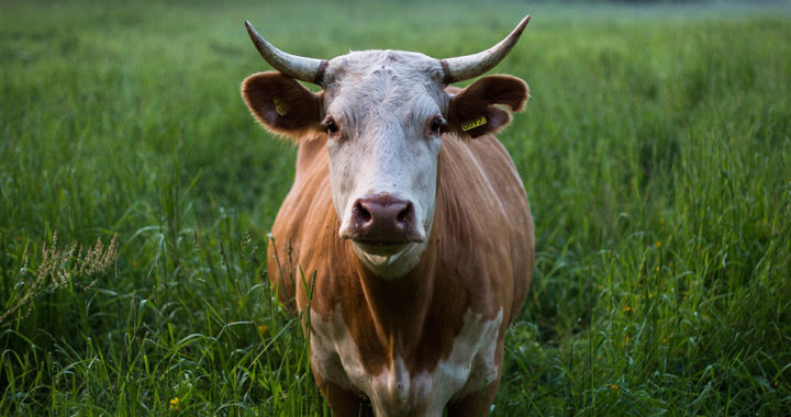 Why Are Cows Sacred in Hinduism?