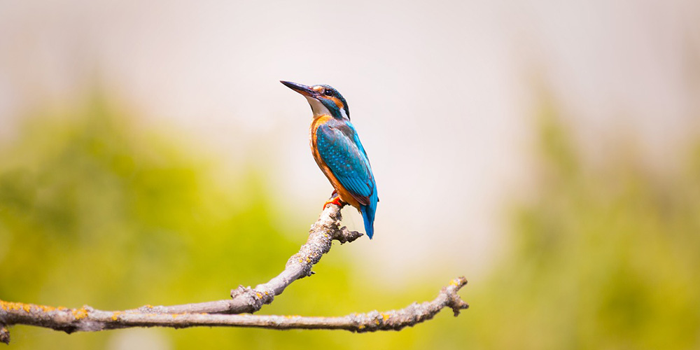 Purpose of Bird Vocalization — Konsyse