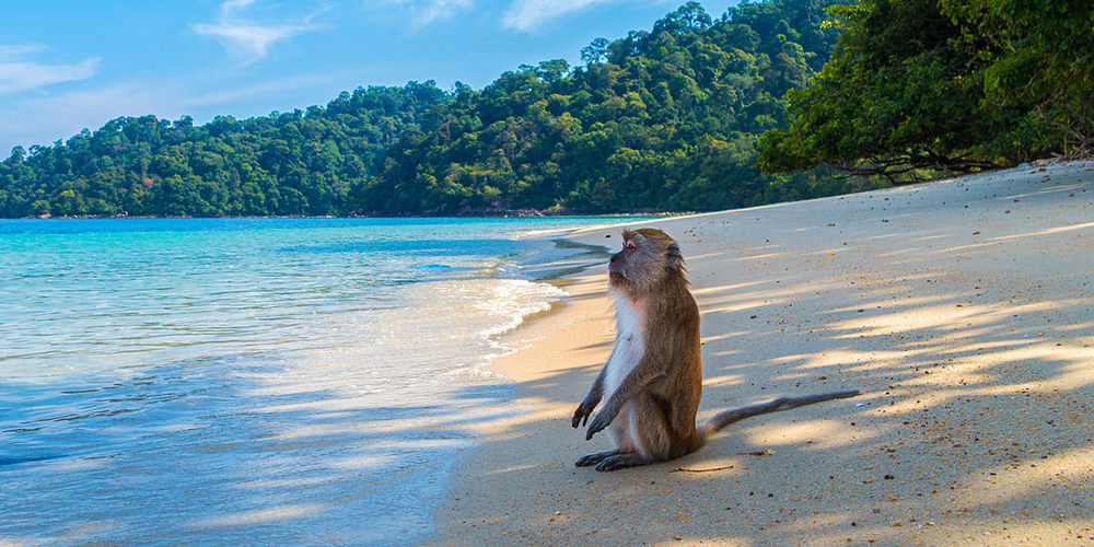 The Instant Gratification Monkey — Konsyse