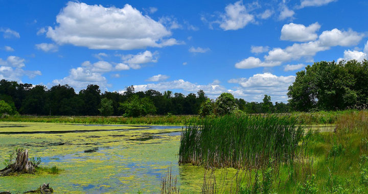 Harmful Algal Blooms: Causes and Effects