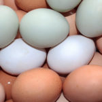 White Eggs vs. Brown Eggs: What is the Difference