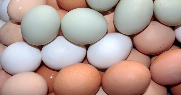 White Eggs vs. Brown Eggs: What is the Difference