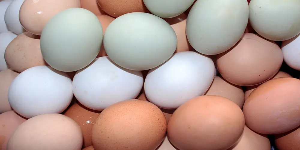 Куплю инкубационное яйцо кур породы