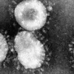 The Characteristics of Coronaviruses