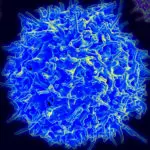 T Cells Explained: Roles and Types of Thymus Lymphocytes