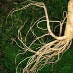 Wisconsin Ginseng Farming Hit Hard By Trump Tariffs