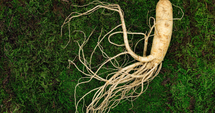 Wisconsin Ginseng Farming Hit Hard By Trump Tariffs