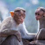 Challenging the Alpha Myth: Insights from 121 Primate Species