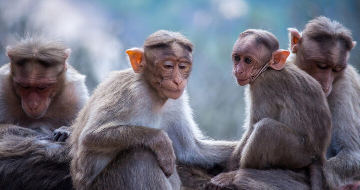 Challenging the Alpha Myth: Insights from 121 Primate Species