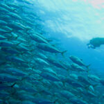 Scuba Diving Tourism: Positive Economic and Environmental Impacts