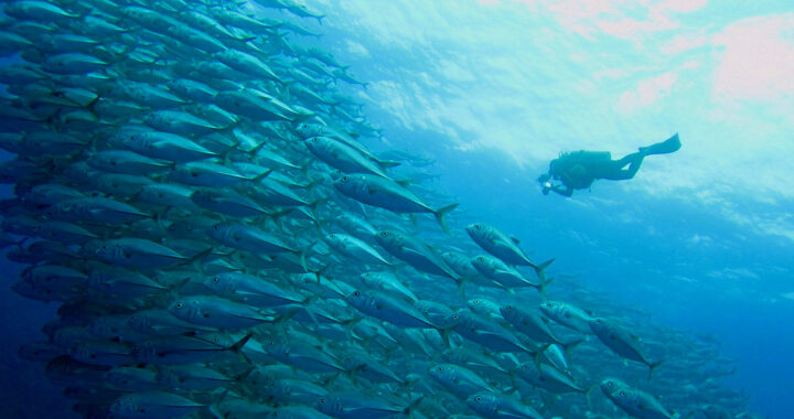 Scuba Diving Tourism: Positive Economic and Environmental Impacts